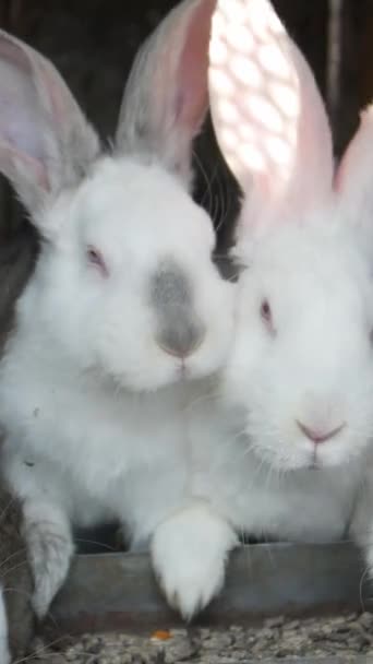 Two Domestic Rabbits Fur Whiskers Long Ears Peacefully Resting Side — Stock Video