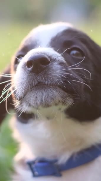Nahaufnahme Eines Schwarz Weißen Hundes Mit Schnurrhaaren Der Ein Blaues — Stockvideo