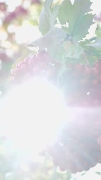 活気に満ちた白い背景の中で ブドウからぶら下がる紫色のブドウの束を展示する芸術的なイベント — ストック動画