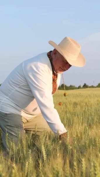 Guy Cowboy Hat Kneels Grassy Field Sunny Sky Surrounded Wheat — Stock Video