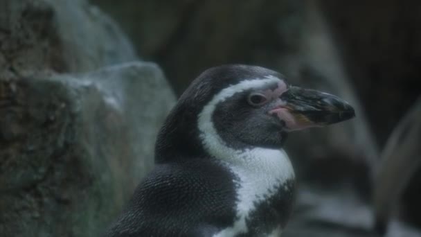 Ένα Πουλί Χωρίς Πτήση Γνωστό Ασπρόμαυρος Πιγκουίνος Στέκεται Δίπλα Ένα — Αρχείο Βίντεο