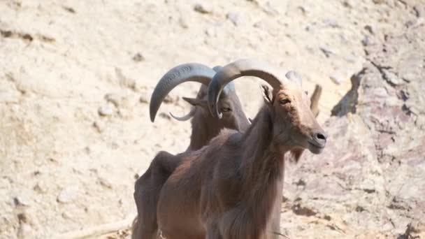 大きな角を持つ陸上の動物 テノープは 砂漠の風景に立っており 家畜やパック動物である それは野蛮な羊や他の野生生物とその生息地を共有しています — ストック動画