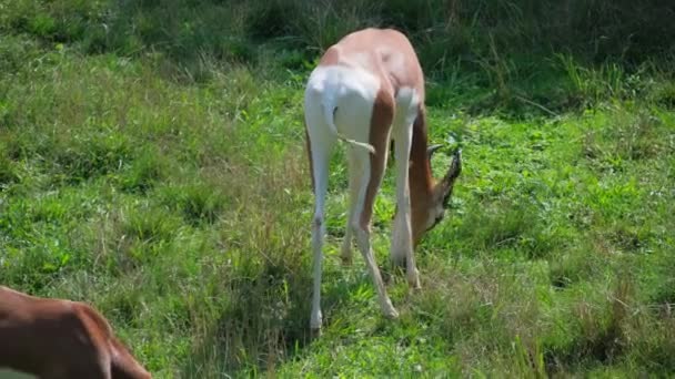 Pozemské Zvíře Gazela Poklidně Žvýká Trávu Travnatém Poli Posiluje Přirozenou — Stock video