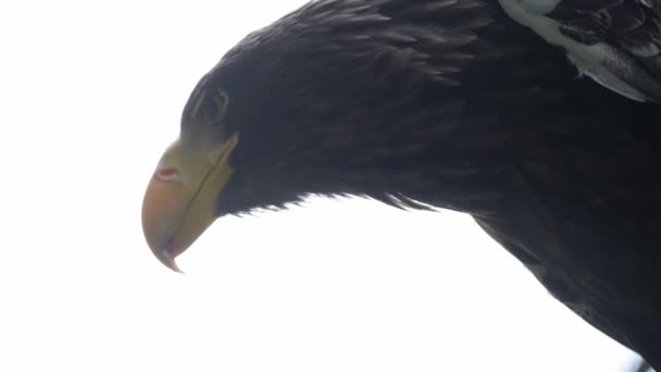 这张特写照片拍摄的是一只有着美丽羽毛和翅膀的独特的黄嘴黑鸟 背景是平静的白色背景 — 图库视频影像
