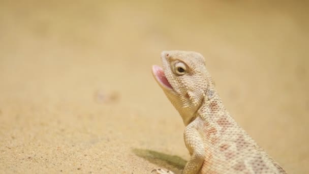 Ein Schuppiges Reptil Die Eidechse Streckt Seine Zunge Den Sand — Stockvideo