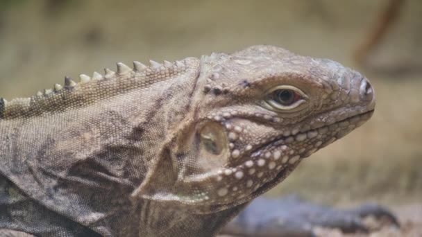 Macro Photograph Showcasing Head Lizard Terrestrial Reptile Iguania Family Amidst — Stock Video