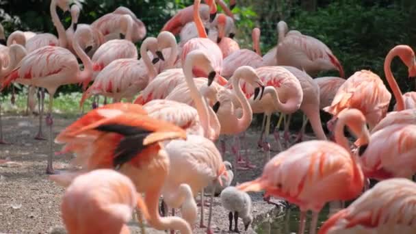 Multitude Pink Flamingos Gathering Natural Environment Captured Photograph Ground — Stock Video