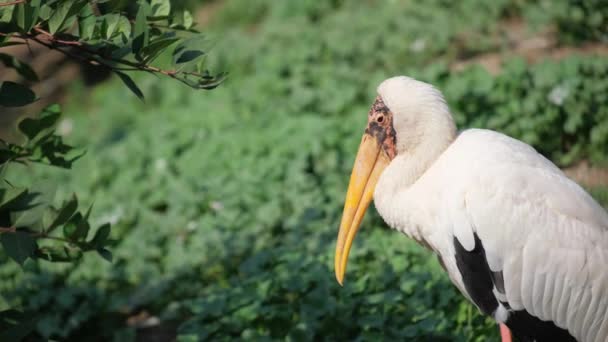 在草地上 可以看到一只长着黄色喙的白鸟 四周环绕着陆生植物和自然景观 — 图库视频影像