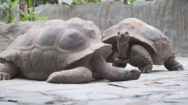 İki sürüngen, muhtemelen Gopher kaplumbağaları, yerde yan yana yatıyor, bir otomotiv lastiği olan aracın yanında..
