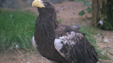Accipitridae familyasından kuş olarak tanımlanan sarı gagalı bir karasal hayvan çimlerin üzerinde duruyor..