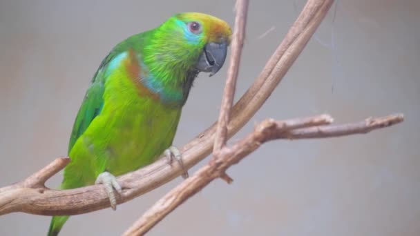 Egy Élénk Zöld Papagáj Színes Tollakkal Egy Faágon Csapkodja Szárnyait — Stock videók