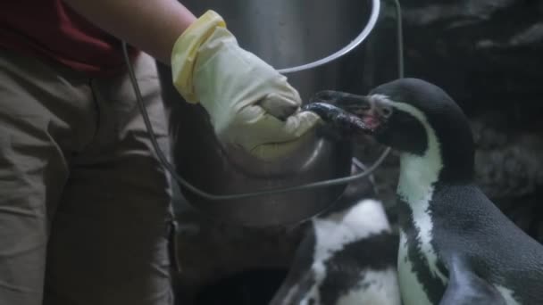 在这种情况下 一个人用水桶作为喂食工具 为企鹅提供营养 — 图库视频影像