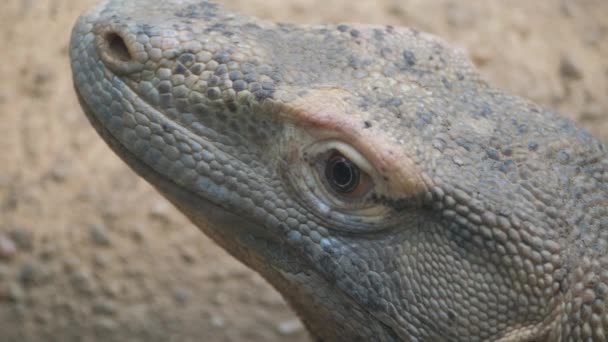 Крупный План Морды Рептилий Масштабируемого Наземного Животного Смотрящего Прямо Камеру — стоковое видео
