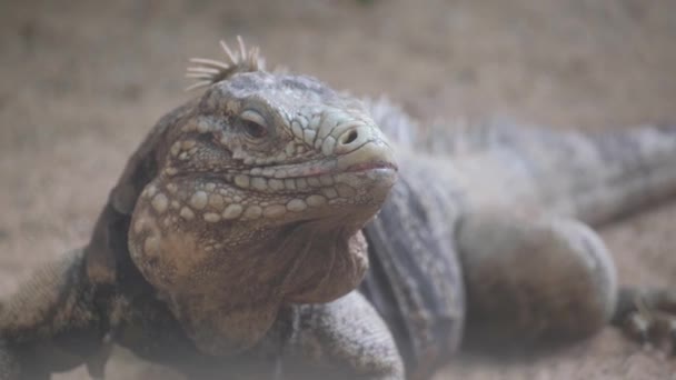 Närbild Ödla Jordisk Reptil Från Iguanias Suborder Som Visar Upp — Stockvideo