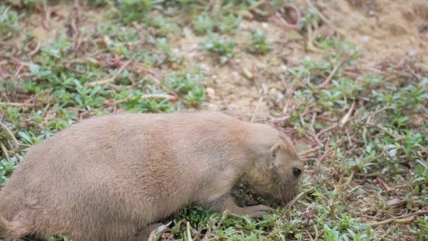 Dog Belonging Sporting Group Found Lying Grass Terrestrial Animal Enjoying — Stock Video