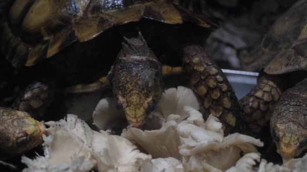 一群陆生动物海龟正在它们的自然栖息地和平地一起吞食蘑菇 — 图库视频影像