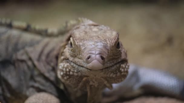 Zbliżenie Jaszczurki Gada Rodziny Iguanii Patrzącego Prosto Kamerę Skalowanym Pyskiem — Wideo stockowe