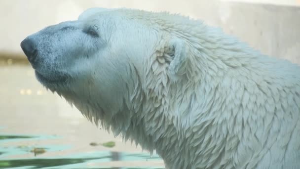 Плотоядный Белый Медведь Стоит Закрытыми Глазами Ледяной Воде Демонстрируя Свой — стоковое видео