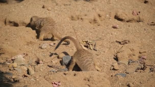Een Groep Landdieren Stokstaartjes Staande Het Zandlandschap Naast Gras Bodem — Stockvideo