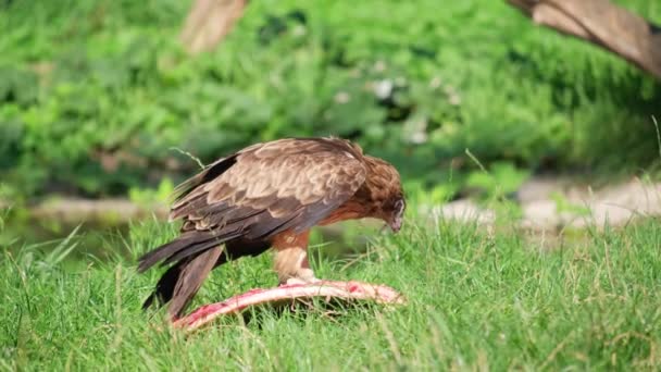 Bir Kuş Bir Çayırın Çimenli Arazisinde Yerdeki Eti Yemek Için — Stok video