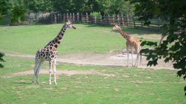 Два Жирафа Грациозно Стоящие Естественных Лугах Посреди Красивого Спокойного Природного — стоковое видео