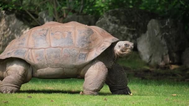 Een Chelonoidis Schildpad Een Terrestrisch Reptiel Maakt Langzaam Zijn Weg — Stockvideo