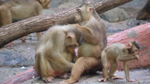 Группа Приматов Земных Животных Мехом Делит Камень Сидя Вместе — стоковое видео