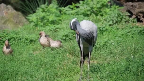 Fågel Som Fungerar Som Ett Landlevande Djur Står Det Gräsbevuxna — Stockvideo