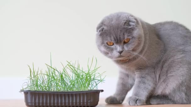 Szkocki Kot Pręgowany Białym Tle Zieloną Rośliną Kot Zjada Kiełki — Wideo stockowe