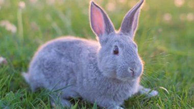 Güzel gri bir tavşan yeşil bir çimenlikte otların arasında oturur ve yemek yer. Evcil tavşan kayıplara karıştı. Paskalya tavşanı