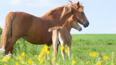Bir tay ve bir yetişkin at, güzel kır çiçeklerinin arasında, mavi gökyüzüne karşı. Otlaktaki güzel kahverengi atlar. Hayvanlar için sevgi. Doğanın güzel videoları