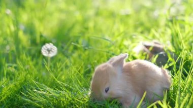Yeşil bir çayırın ortasında otlayan iki genç tavşanın güzel videosu. Kafesin dışındaki güzel ve sevimli hayvanlar..