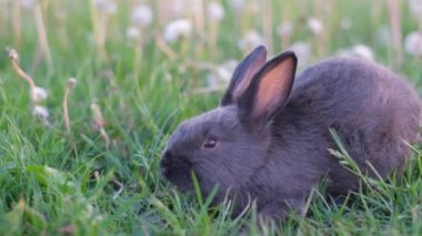 Yetişkin bir siyah tavşan açık bir yaz gününde yeşil çimlerde oturur ve yeşil çimen yer. Çimenlerin ve güneş ışığının arka planında bir tavşan