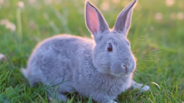 美しい灰色のウサギは草の間の緑の芝生の上に座り 食べています 家畜のウサギは緩んでいました イースターバニー — ストック動画