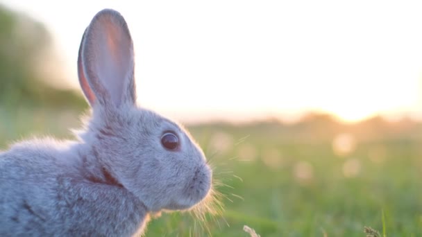 昼間の空の美しい背景にある灰色のウサギの頭 夏の日に草の上にウサギ — ストック動画