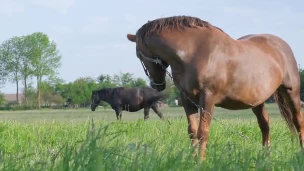 Dva Krásní Silní Čistokrevní Koně Pastvině Louka Letního Dne Krásné — Stock video