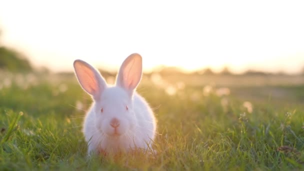 大きな耳を持つ若い白いウサギが緑の芝生を歩き 草を食べている 緑の草にイースターバニー 美しいペット — ストック動画