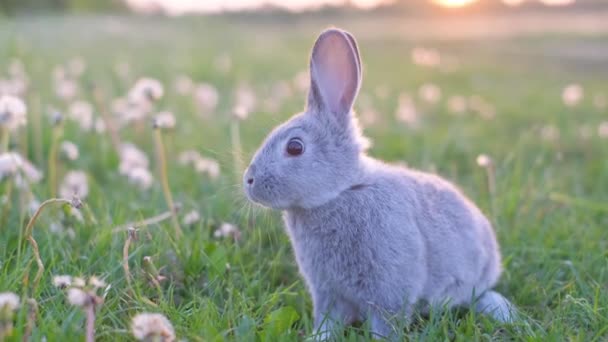 美しい灰色のウサギは散らばったタンポポの中の明るい春の日に緑の草の上に座っています 春の日に投影されたウサギ — ストック動画