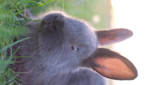 バーティカルビデオ 空に向かって黒ウサギの頭を閉じます ウサギが緑の草の間の牧草地に座っている — ストック動画
