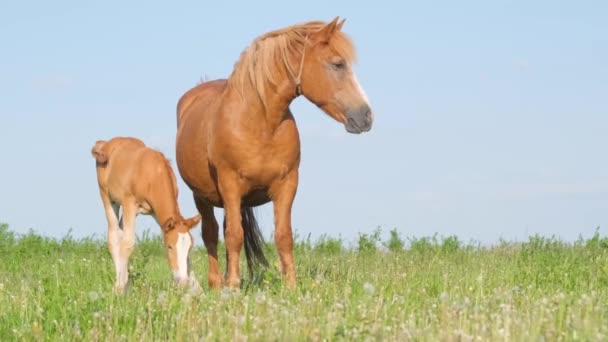 Mutter Pferd Und Fohlen Auf Einem Feld Vor Blauem Himmel — Stockvideo