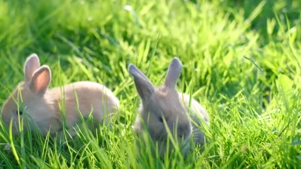 2人の若い耳のウサギは緑色の牧草地の真ん中に草を採っています 美しくかわいいペット 草の上のイースターバニー — ストック動画