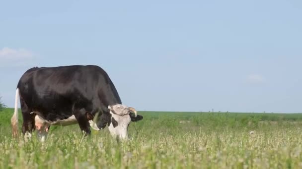 Eine Schwarze Milchkuh Grast Auf Einer Weide Vor Blauem Himmel — Stockvideo