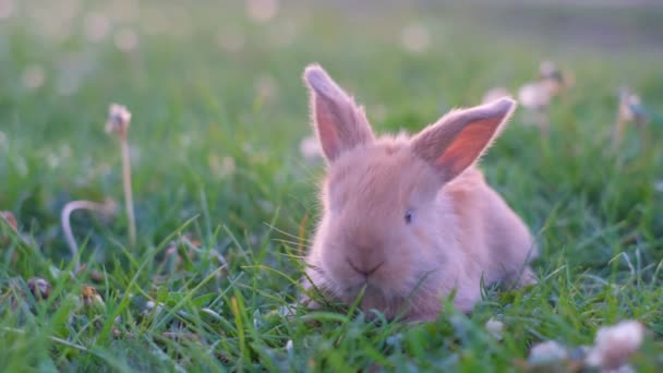 明るい夏の日に緑の草の上に小さな赤いウサギが座っています 草と日光の背景にウサギ — ストック動画