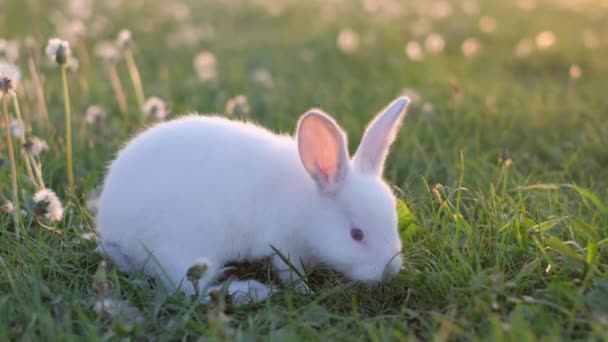 一只年轻的白兔坐在蒲公英和青草中间的绿色草坪上吃着 家兔在逃 复活节兔子在绿草中 — 图库视频影像