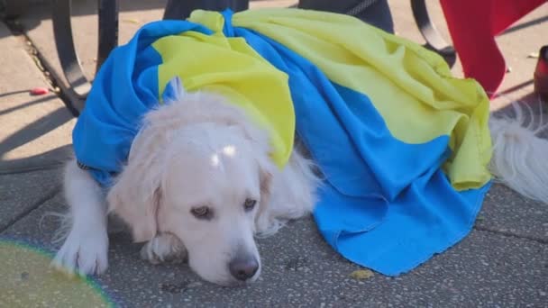 Labradorský Pes Leží Ukrajinskou Vlajkou Ruská Válka Proti Ukrajině — Stock video