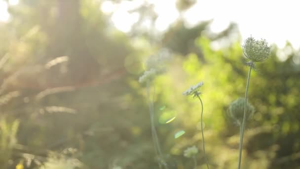 Güneş Işığında Karasal Bir Bitki Tarlası Yakalayan Bir Görüntü Arka — Stok video