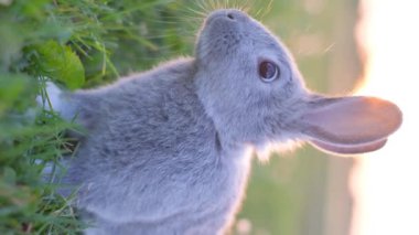 Gökyüzüne karşı sevimli gri bir tavşanın dikey videosu. Yaz günü çayırda bir tavşan.