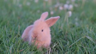 Kafesin dışında küçük komik bir kırmızı tavşan çimde ya da çayırda zıplıyor. Küçük bebek tavşan.