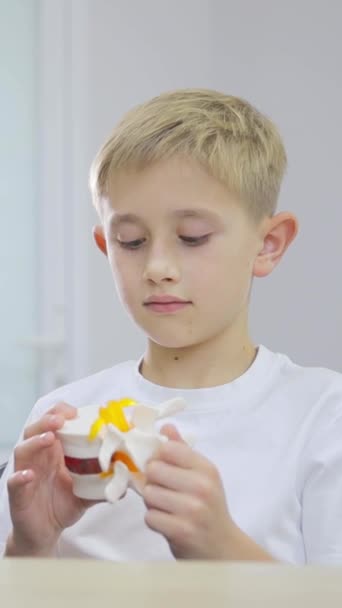 Stilig Ljushårig Pojke Håller Modell Del Ryggraden Vit Bakgrund Pojken — Stockvideo