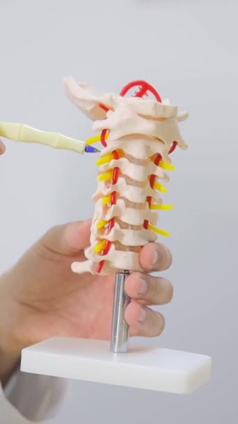 医師の手の中にある脊椎のモデル バーティカルビデオ — ストック動画